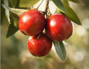 Quandong