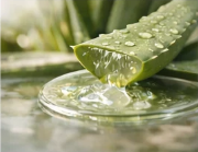 Aloe Leaf Gel